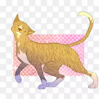 胡须猫，家用短毛猫，野猫猫