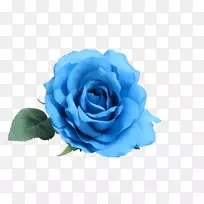 蓝玫瑰花玫瑰和平花