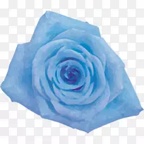蓝玫瑰花园玫瑰卷心菜切花