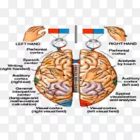 人脑中枢神经系统生理学解剖左、右脑