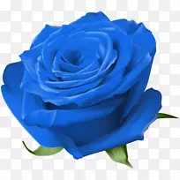 花园玫瑰，蓝玫瑰，卷心菜，花，玫瑰-蓝色金玫瑰