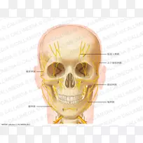 头颈部解剖人体神经颈耳颞神经前三角