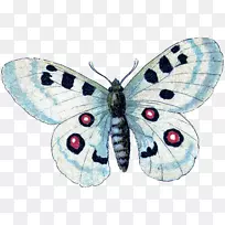 毛茸茸的蝴蝶，昆虫，长满翅膀的蝴蝶，旧世界的燕尾蝶