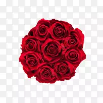 花园玫瑰，花卉设计，切花，花束-皇家红色
