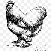 普利茅斯石鸡、科钦鸡、莱霍恩鸡、多金鸡、公鸡.羽毛绘制