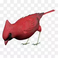 喙鸟博客动物-红鸟