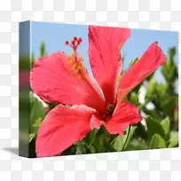 一年生草本植物花瓣-百慕大图
