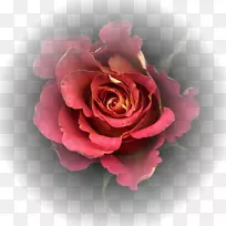 花园玫瑰切花卷心菜玫瑰摄影-цветыакварель