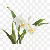 深红金牛蛾兰花单子叶植物-热带弗洛雷斯