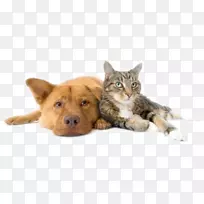 狗猫宠物兽医-狗
