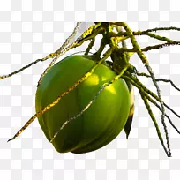 椰子水椰子油椰子树椰子