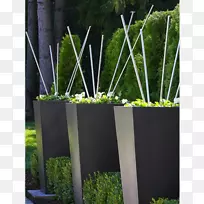 草本植物长方形树族-现代广场