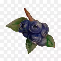 蓝莓紫罗兰花-蓝莓