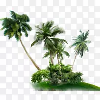 棕榈树亚洲棕榈椰子