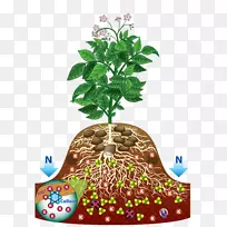 盆栽植物分枝-植物的根