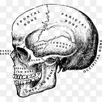 头骨人体骨骼解剖夹艺术-头骨侧