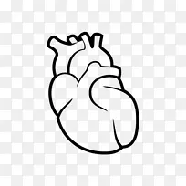 心脏描记循环系统人体解剖-人耳