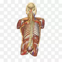 解剖人体躯干解剖肩-人体三维