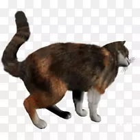 国内短毛猫欧洲短毛马克斯猫鸟猫小猫-小猫