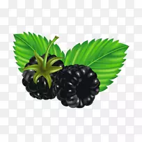 黑莓蓝莓剪贴画-黑莓