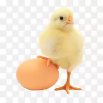 普利茅斯岩鸡蛋福幼鸡或蛋鸡-蛋