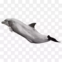 图库溪普通宽吻海豚条纹海豚