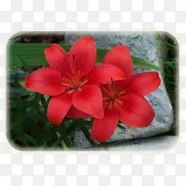 花瓣-花朵火焰