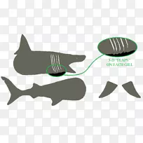 鲨鱼产品设计动物群-鲨鱼