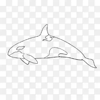 海豚素描产品设计海豚-海豚