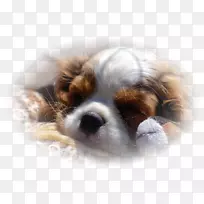 骑士王查尔斯猎犬繁殖-国王查尔斯