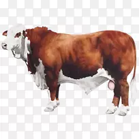 布拉福德牛尾牛排侧面牛排长角牛
