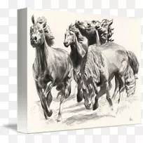 在拉斯科利纳斯的野马，拉斯科利纳斯的野马帆布版画-大卫布莱恩