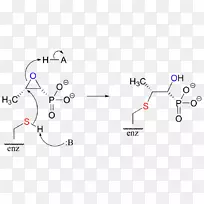 磷霉素化学反应亲电环氧半胱氨酸