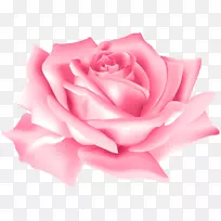 剪贴画玫瑰png图片花图像-粉红色花朵玫瑰