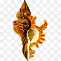 海岸贝壳软体动物壳图形.海贝壳