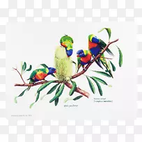 澳洲罗里尼彩虹鸟
