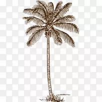 棕榈树画剪贴画线艺术椰子-椰子