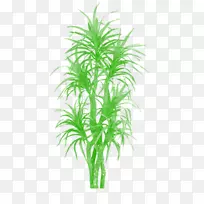棕榈树，槟榔，棕榈，竹子