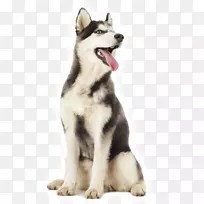 微型西伯利亚哈士奇犬加拿大爱斯基摩犬塔玛干犬萨哈林哈士奇东西伯利亚拉伊卡犬哈士奇犬