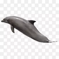 png图片剪辑艺术透明海豚图像.海豚