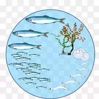 鲱鱼、生物生命周期、繁殖生物学、鱼类-俄克拉荷马州农业、食品和森林部门