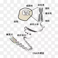 染色体DNA遗传学