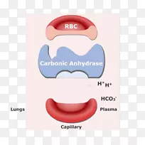 碳酸氢钠二氧化碳红细胞血红蛋白血细胞
