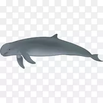普通宽吻海豚图库西河海豚伊洛瓦底江海豚