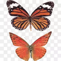 帝王蝶，毛茸茸的蝴蝶，有翅膀的蝴蝶-蝴蝶