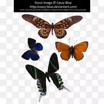 毛茸茸的蝴蝶，有翅膀的蝴蝶，蝶蛾，燕尾蝶