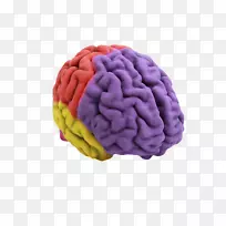 人脑三维打印解剖-脑