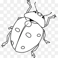 甲虫着色书蚂蚁儿童甲虫