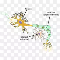 神经元神经系统细胞神经胶质神经组织-组织垃圾