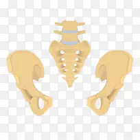 骨盆尾骨解剖骶骨-骶骨
